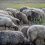 Exportul de ovine din România blocat