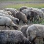 Exportul de ovine din România blocat