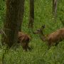 Ce se întâmplă când natura este lăsată în pace
