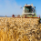 România exportă materii prime și importă alimente procesate